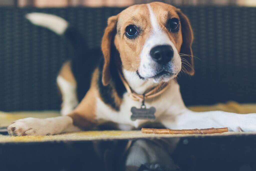 Gane dinero en línea Cuide de otras personas Freelance de mascotas