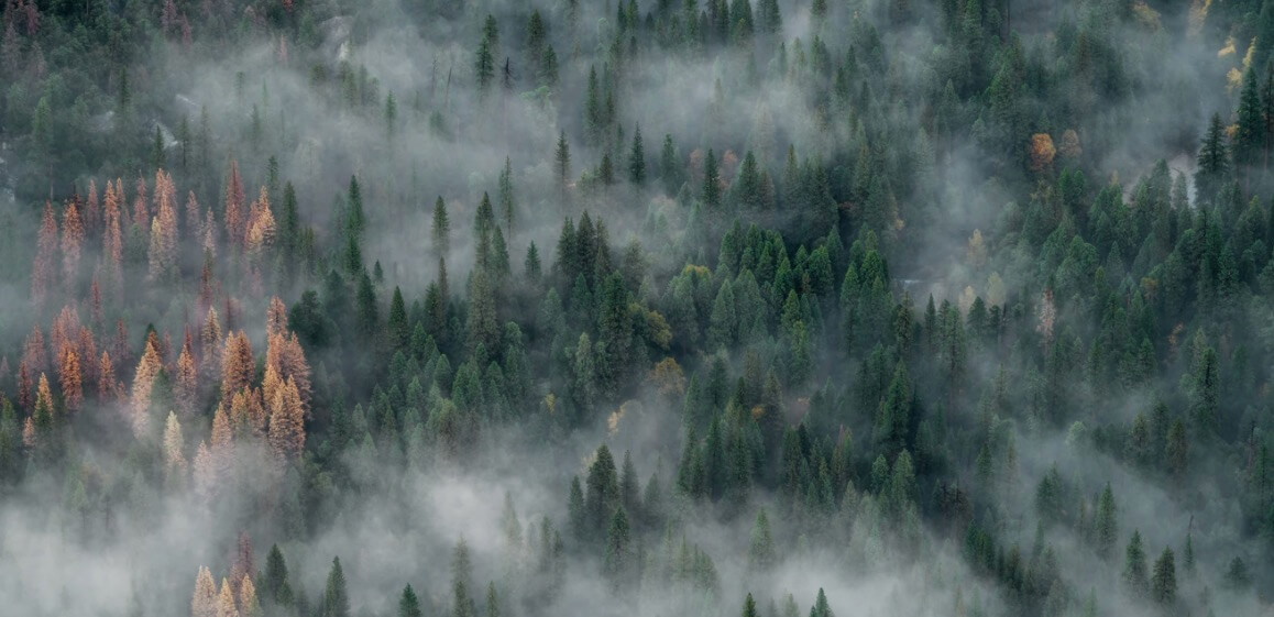 Photo d'archives d'une forêt (environnement écologique)